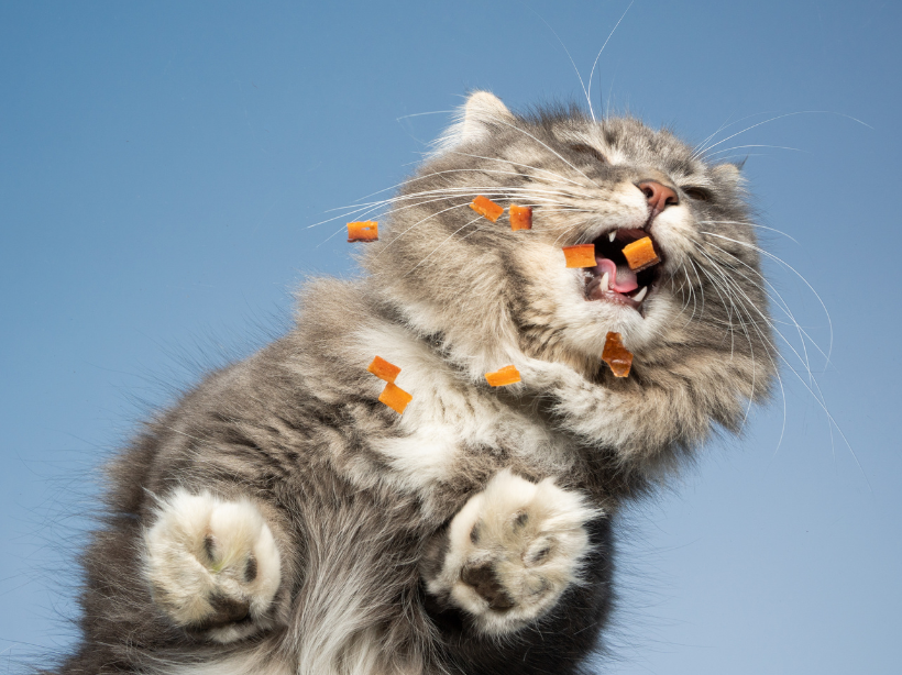 Feeding Pumpkin to Cats: Benefits, Risks, and Expert Tips