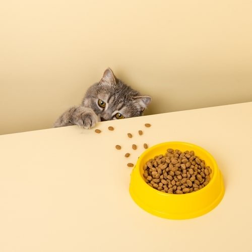 What Not to Feed a Cat With Hyperthyroidism: Essential Diet Warnings
