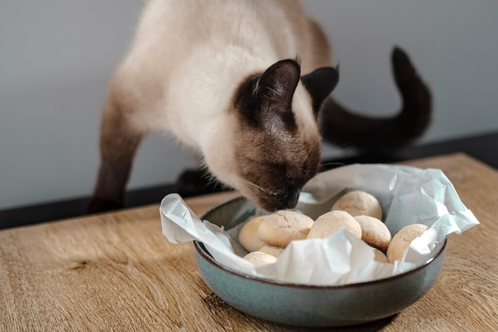What to Feed a Sick Cat: Essential Foods for Quick Recovery