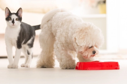Can I Feed Cat Food to a Dog: Risks, Benefits, and Expert Advice