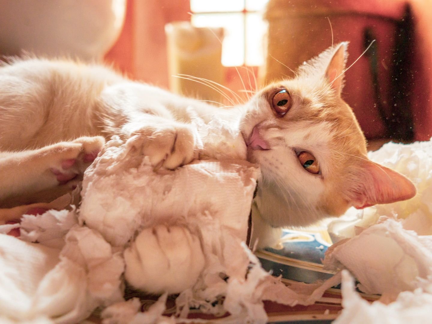 Why Do Cats Make a Mess With Their Food 