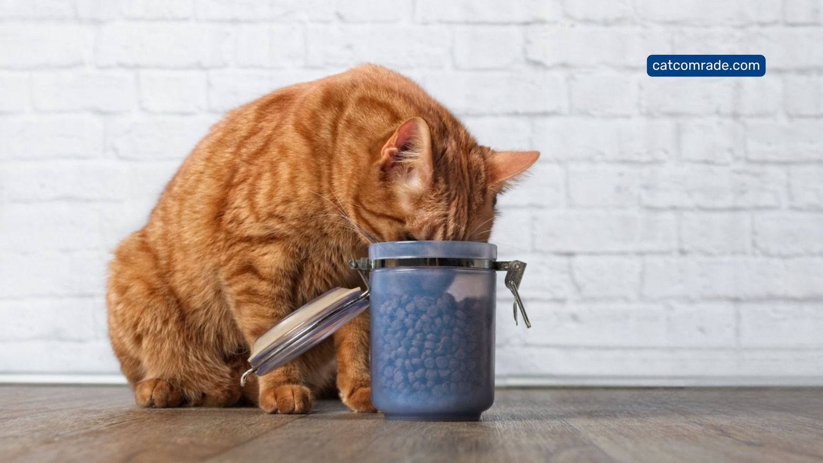 7 Automatic Cat Biscuit Dispenser for Timed, Portion-Controlled Pet Feeding