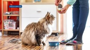 7 Automatic Cat Feeder for Canned Food: Fresh, Timed, and Refrigerated Meals