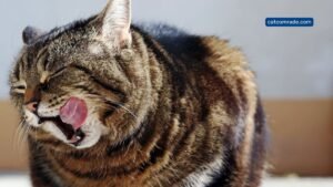 Best Automatic Cat Feeder for Large Kibble: Top Reliable Picks