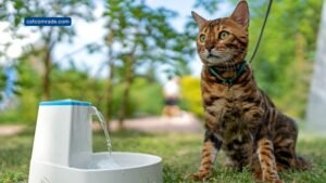 Cat Won'T Eat from Automatic Feeder_ Easy Fixes to Try Now