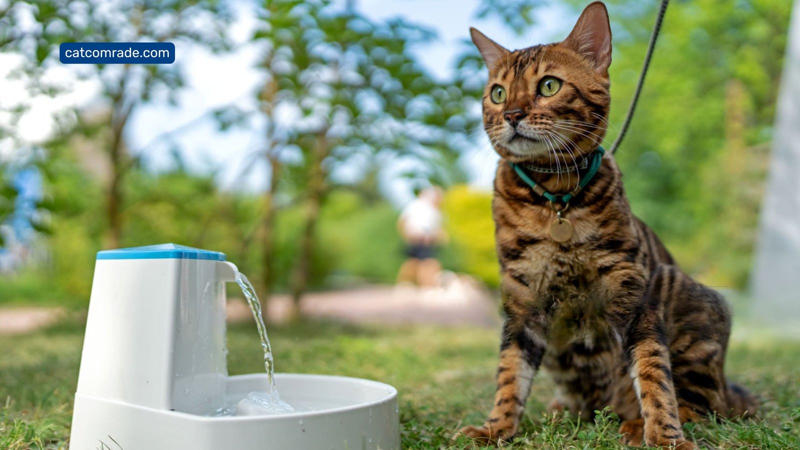 Cat Won'T Eat from Automatic Feeder_ Easy Fixes to Try Now
