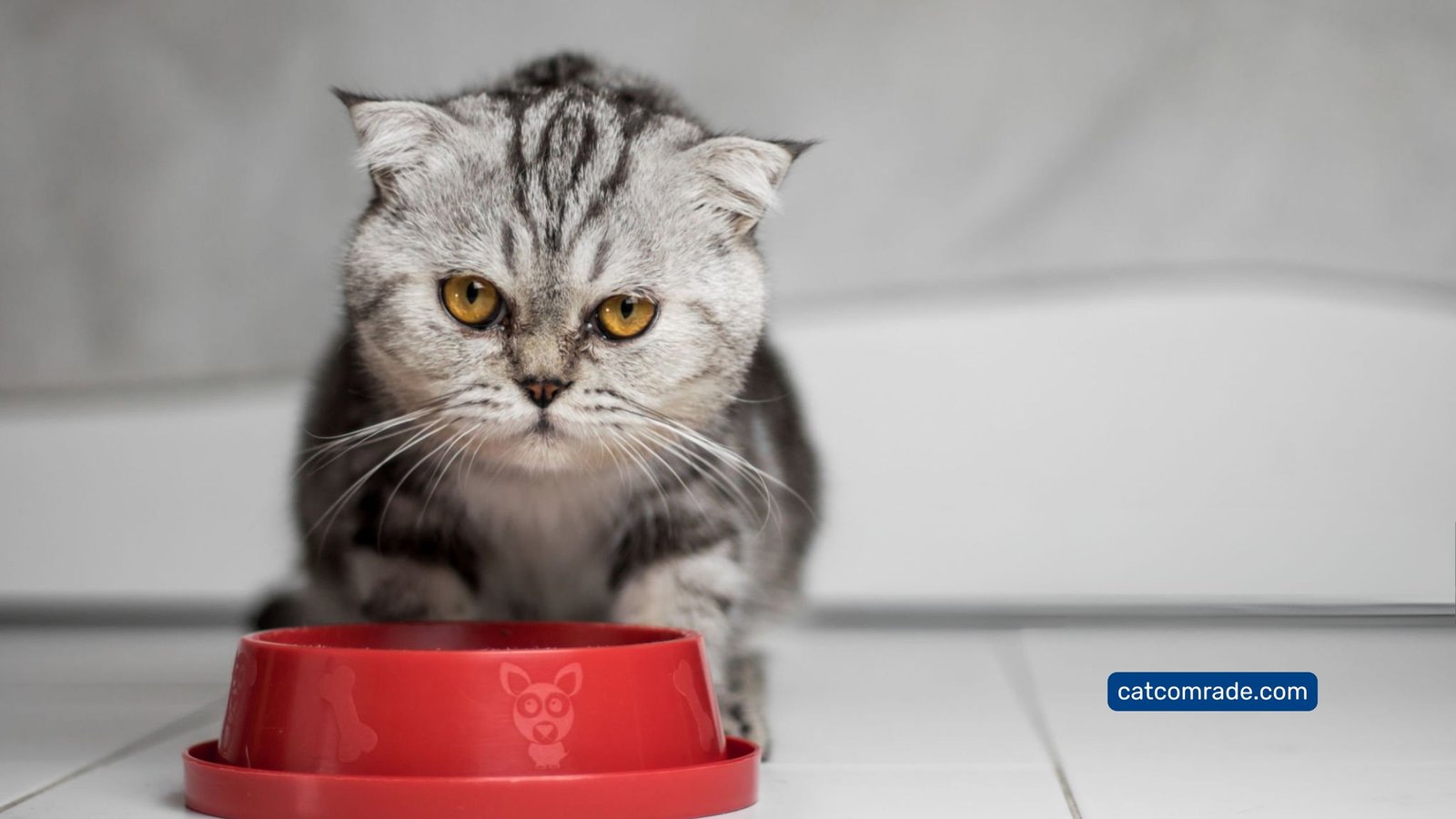 Dog Proof Cat Feeding Station with Scratching Board and Raised Bowls