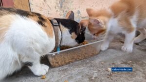 How Often Should Cats Be Fed Per Day? Expert Feeding Guide