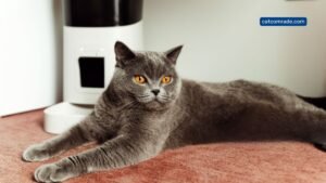 How Often Should You Clean an Automatic Cat Feeder_ Essential Tips