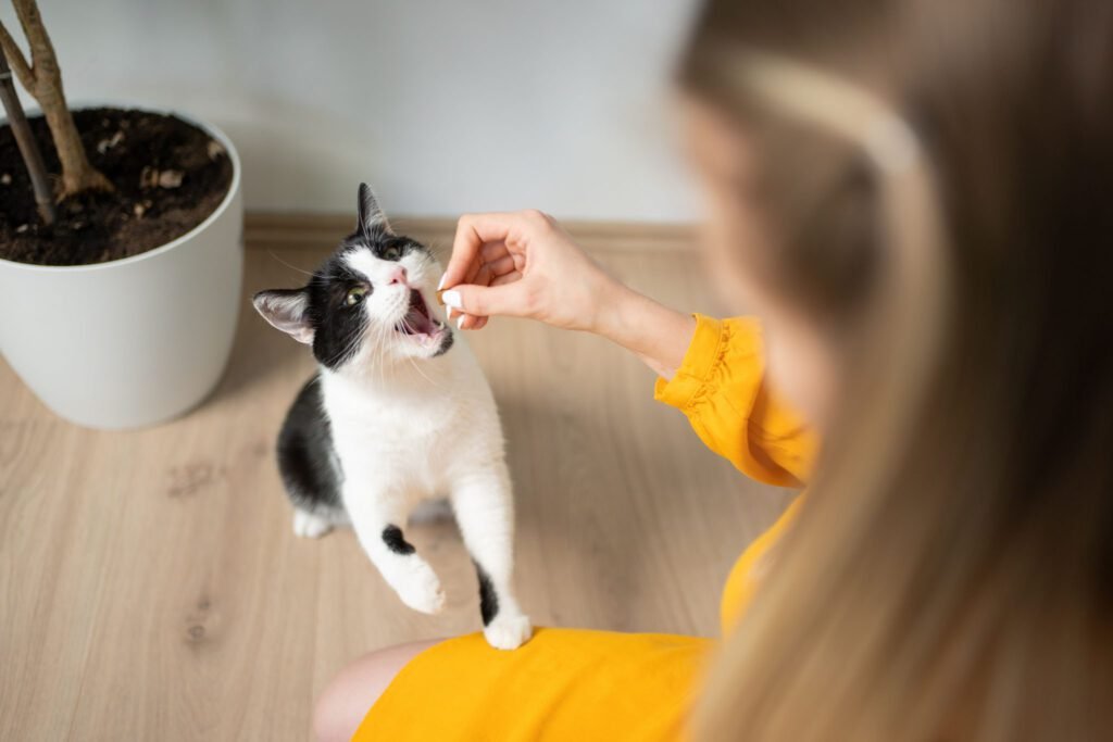 Pros And Cons of Automatic Cat Feeder: Must-Know Insights!