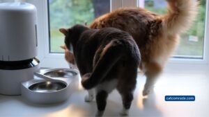 5 Petlibro Automatic Cat Feeder: Smart, Timed Feeding with HD Camera