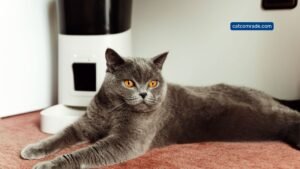 5 Timed Cat Treat Dispenser: Top Automatic Feeders for Convenient Pet Care