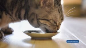 Well to Be Cat Feeder_ Smart Automatic Feeding with Voice Control