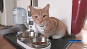 Welltobe Automatic Cat Feeder Not Working: Quick Fixes That Work