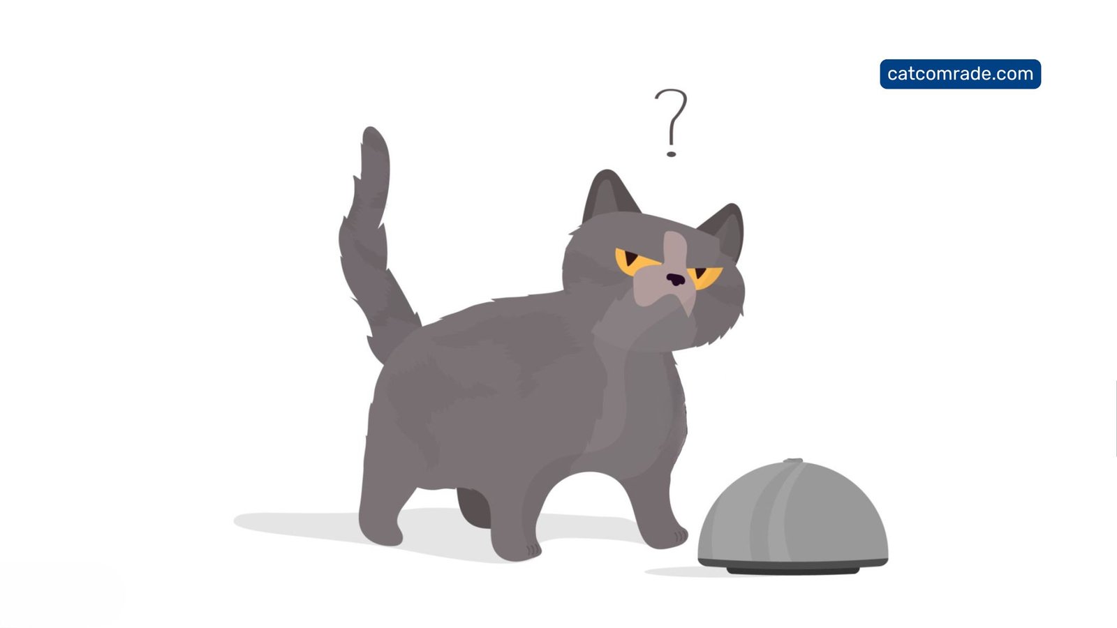 Why is My Automatic Cat Feeder Beeping: Causes & Fixes