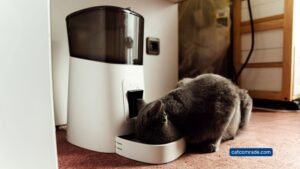 Wopet Cat Feeder: Smart Automatic Feeder with HD Camera and App Control