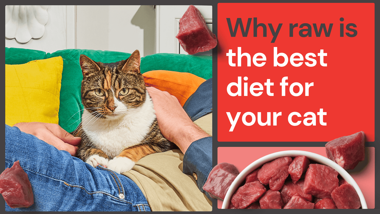 Can I Feed My Cat Raw Meat: Essential Tips for Safe Feeding