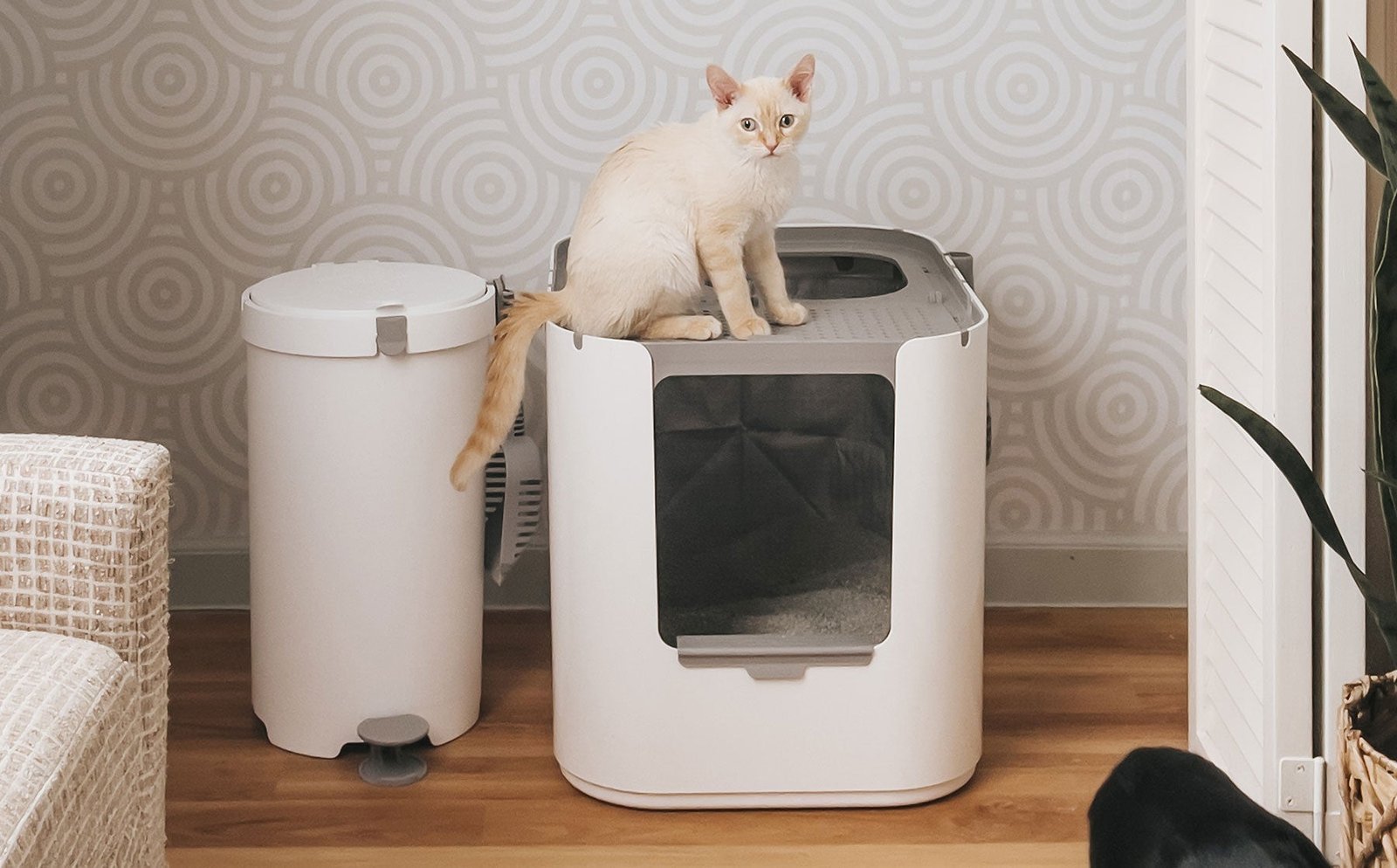 How to Make a Cat Litter Box Smell Better: Easy Tips That Work
