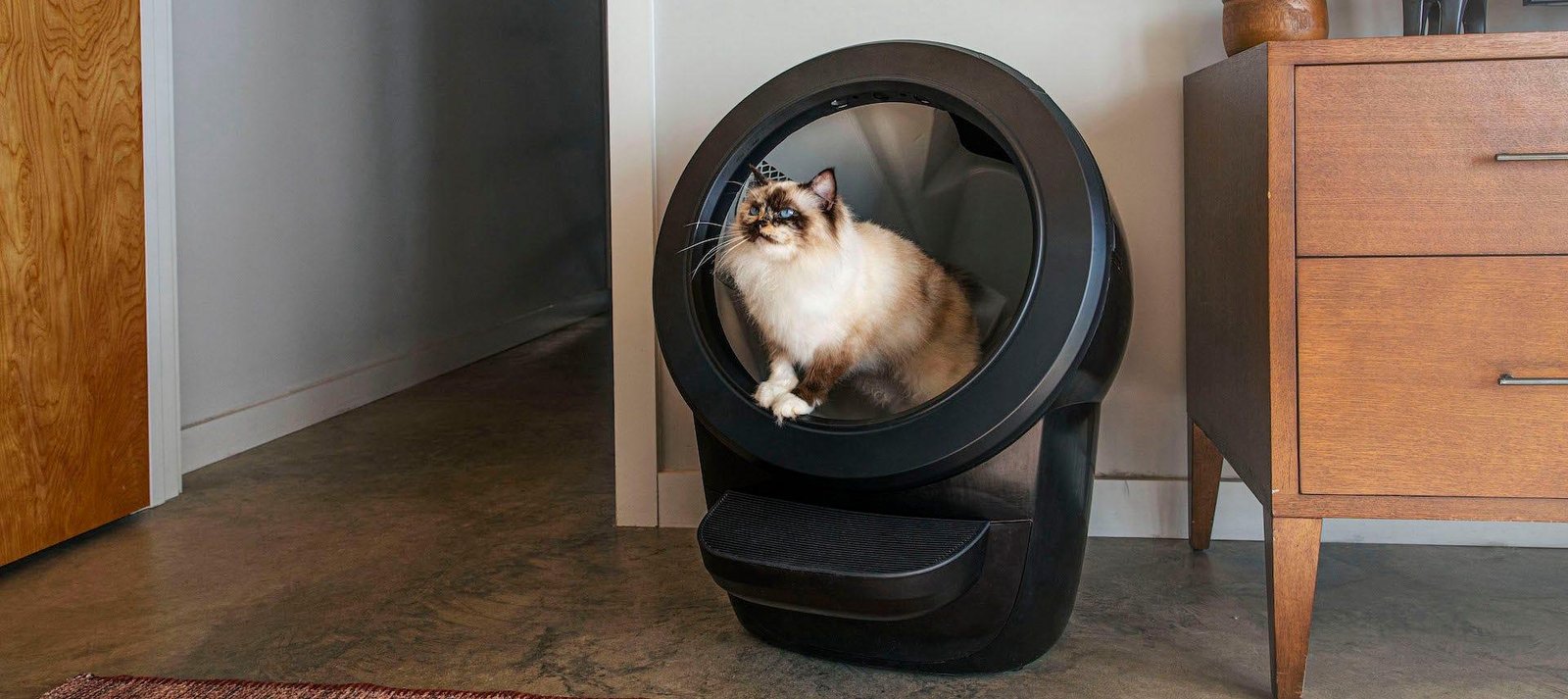 Where to Put Cat Litter Box: Ultimate Guide for Happy Cats