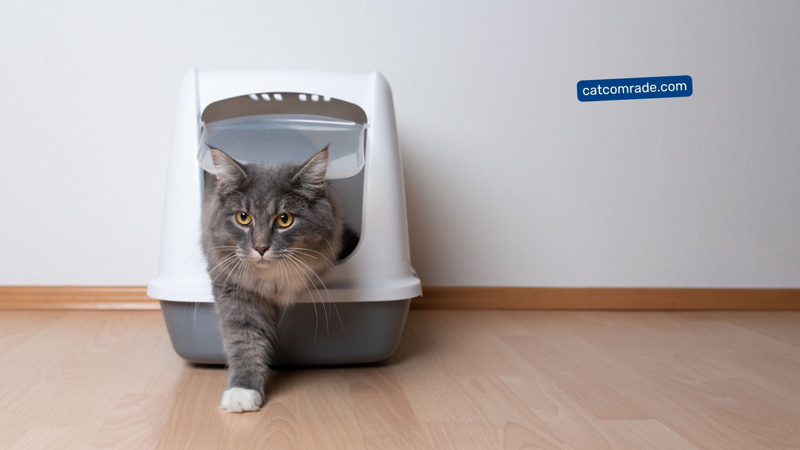 Where to Put Cat Litter Box