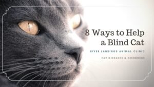 Can a Blind Cat Use a Litter Box: Essential Tips for Success