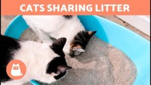 Can a Cat And a Kitten Share a Litter Box: Essential Tips Revealed