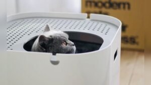 Can I Clean My Cat Litter Box With Bleach: Safe or Risky?