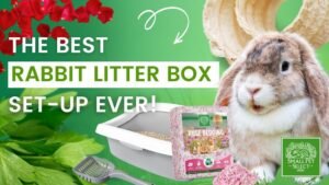 Can Rabbits Use Cat Litter Box? Essential Tips for Pet Owners