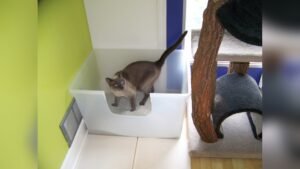 How Big Should a Cat Litter Box Be: Ultimate Size Guide for Comfort