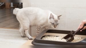 How Often to Completely Clean Cat Litter Box: Ultimate Guide