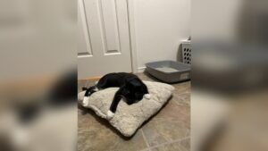 How to Get a Stray Cat to Use Litter Box: Easy Steps That Work