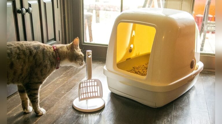 How to Keep Cat Litter in the Box: Easy Tips for a Cleaner Home