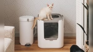 How to Make a Cat Litter Box Not Stink: Easy Tips That Work