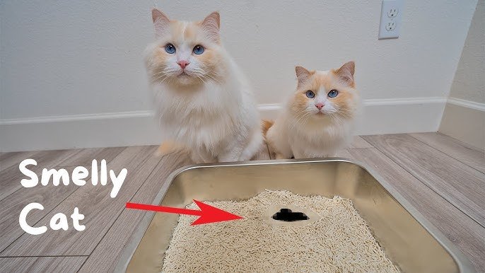 How to Make a Cat Litter Box Smell Better: Easy Tips That Work