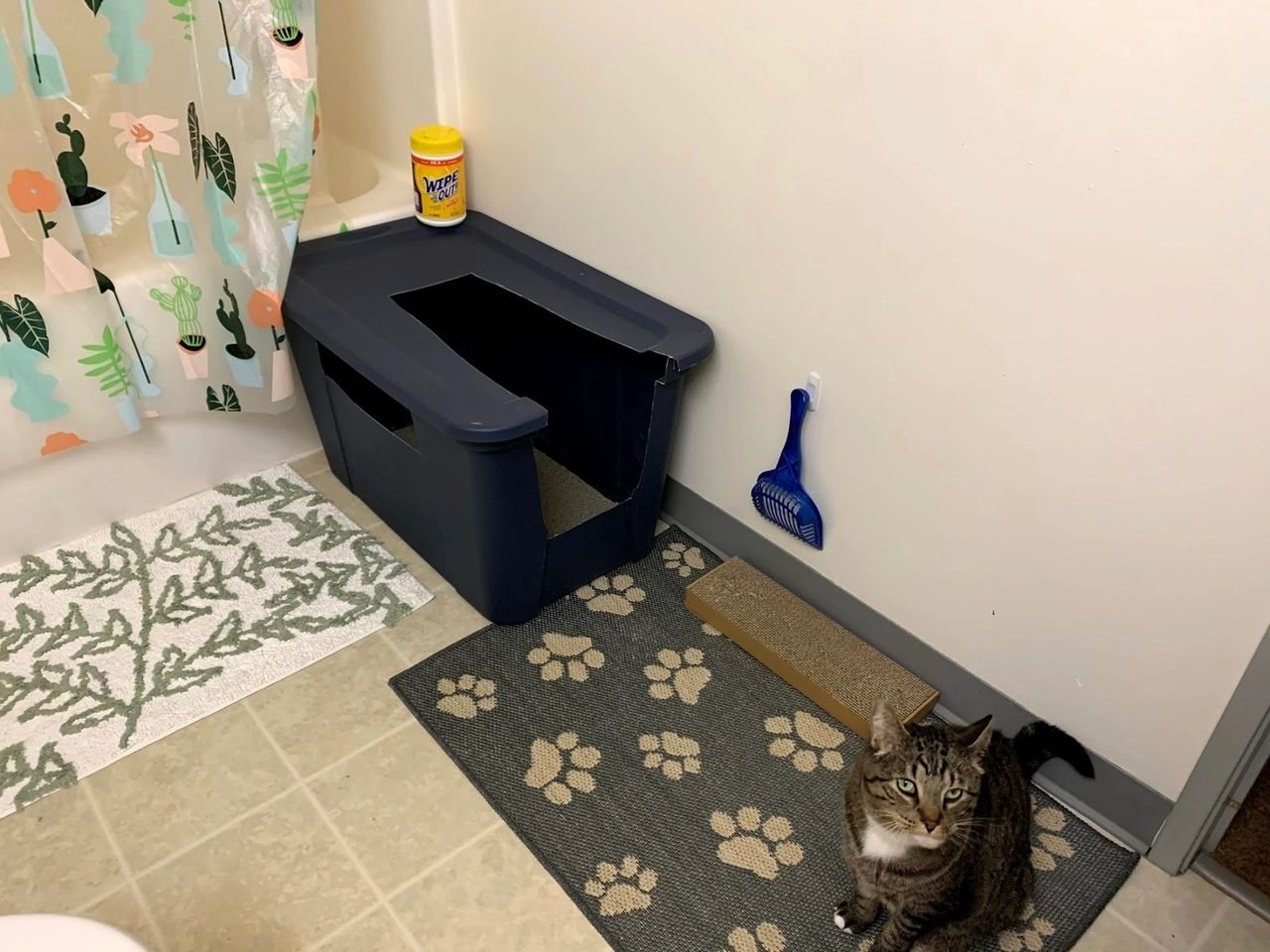 Can You Put Cat Litter Box in Bathroom: Ultimate Guide & Tips