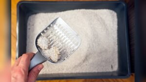 What Does Cat Diarrhea Look Like in Litter Box: Clear Signs & Solutions