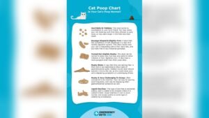 What Does Cat Pee Look Like in Litter Box: Clear Signs & Solutions