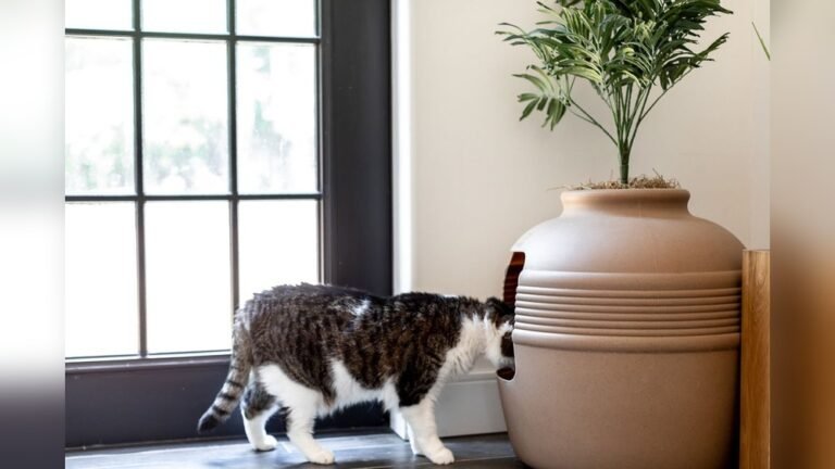 Where to Place Cat Litter Box: Ultimate Spots for Happy Cats