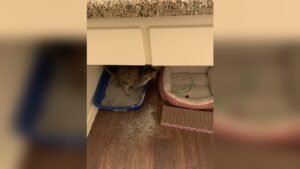 Why Does My Cat Keep Digging in Her Litter Box? Expert Answers