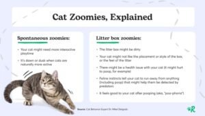 Why Does My Cat Meow After Using Litter Box: Surprising Reasons Explained