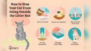 Why Does My Cat Poop Next to the Litter Box: Top Reasons Revealed