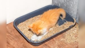Why Does My Cat Roll in the Litter Box: Surprising Reasons Revealed
