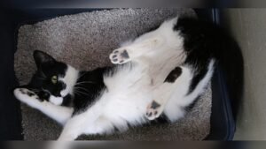 Why is My Cat Laying in the Litter Box? Shocking Reasons Explained