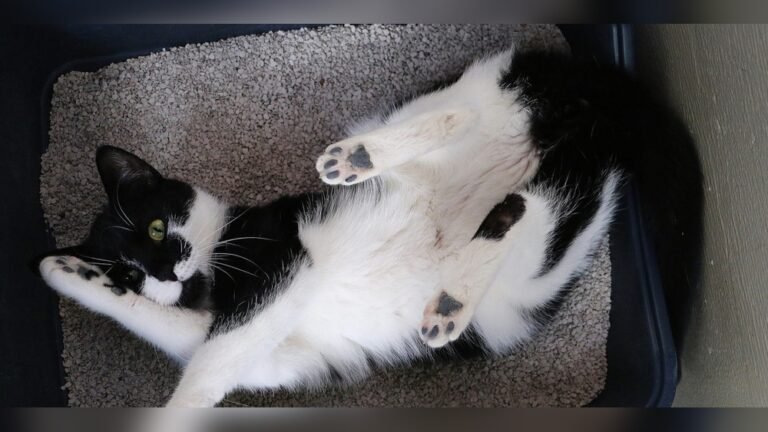 Why is My Cat Laying in the Litter Box? Shocking Reasons Explained