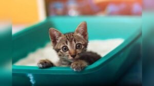 Why is My Cat Playing in the Litter Box? Surprising Reasons Explained