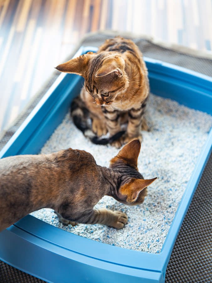 Can a Cat And a Kitten Share a Litter Box: Essential Tips Revealed