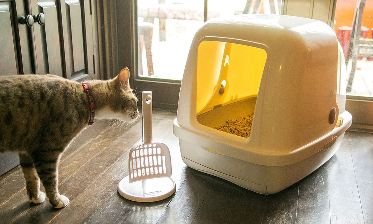 How to Make a Cat Litter Box Not Stink: Easy Tips That Work