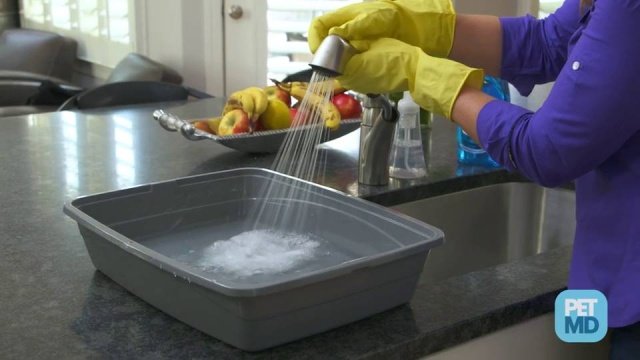 How to Wash Cat Litter Box: Easy Steps for a Fresh, Clean Home