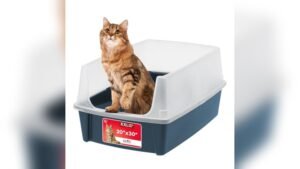 Best Extra Large Cat Litter Box for Big Cats and Multi-Cat Homes