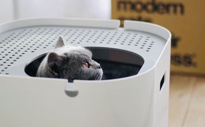 How Often to Deep Clean Cat Litter Box: Ultimate Hygiene Guide